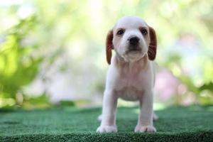 Adorable Tricolor  beagle on white screen. Beagles are used in a range of research procedures. The general appearance of the beagle resembles a miniature Foxhound. Beagles have excellent noses. photo