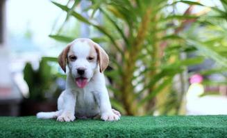 Adorable Tricolor  beagle on white screen. Beagles are used in a range of research procedures. The general appearance of the beagle resembles a miniature Foxhound. Beagles have excellent noses. photo