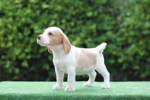 adorable beagle tricolor en pantalla blanca. Los beagles se utilizan en una variedad de procedimientos de investigación. la apariencia general del beagle se asemeja a un raposero en miniatura. Los beagles tienen excelentes narices. foto