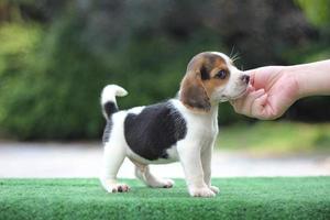 Adorable Tricolor  beagle on white screen. Beagles are used in a range of research procedures. The general appearance of the beagle resembles a miniature Foxhound. Beagles have excellent noses. photo