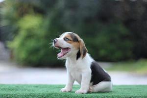 Adorable Tricolor  beagle on white screen. Beagles are used in a range of research procedures. The general appearance of the beagle resembles a miniature Foxhound. Beagles have excellent noses. photo