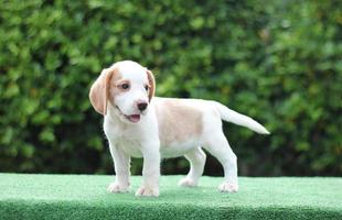 Adorable Tricolor  beagle on white screen. Beagles are used in a range of research procedures. The general appearance of the beagle resembles a miniature Foxhound. Beagles have excellent noses. photo