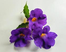 Three purple flowers on a white background.  Close up photo