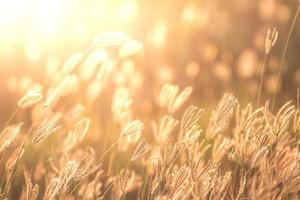 soft focus of beautiful tropical grass flower in nature photo