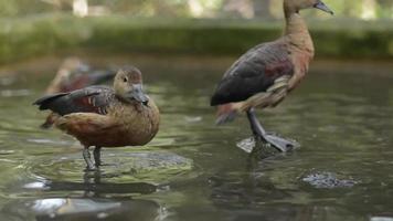 las cercetas silbantes menores o los patos que anidan en los árboles disfrutan limpiando sus plumas en la piscina. video