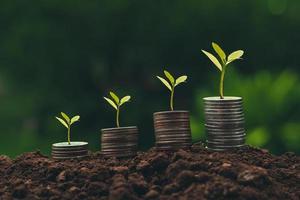 a tree growing on a pile of coins Business success concept, finance, savings, stocks, marketing photo