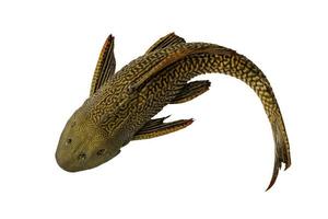 Suckermouth catfish on white background with clipping path. Hypostomus plecostomus, also known as the suckermouth catfish or the common pleco, is a tropical freshwater fish belonging to the armored. photo