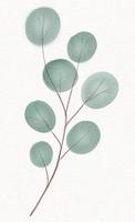 Abstract watercolor painting of floral and leaf on white background. photo