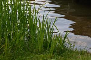 grass on the lakeshore photo