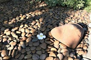 hermosa piedra decorada en jardín y luz foto