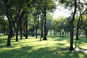 Scenery of trees and lights in Chatuchak Park, Bangkok, Thailand photo