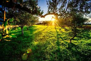 Green lawn and rays breaking through trees at sunset. photo