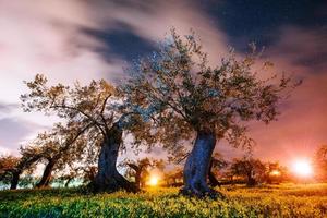 Yellow tree and starry sky photo