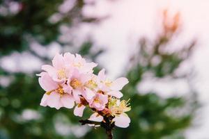 spring almond tree pink flowers photo