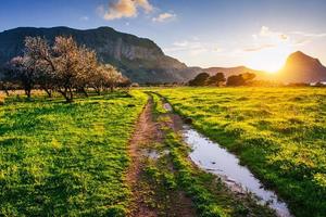 flowering trees at sunset in the mountains photo