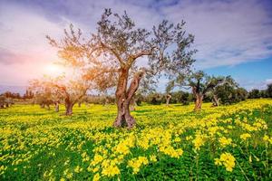 Beautiful yellow flowers in the garden photo