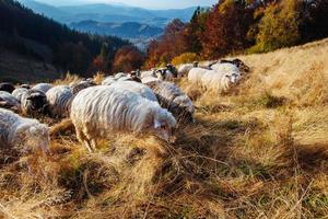 flock of sheep photo