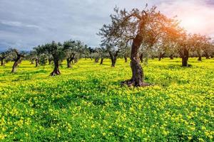 Beautiful yellow flowers in the garden photo