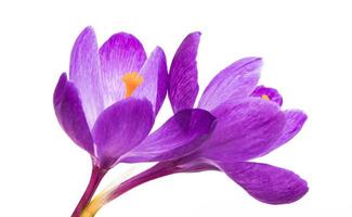 spring flower crocus isolated. photo