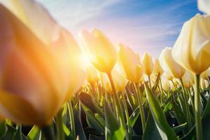Spring background with beautiful yellow tulips photo