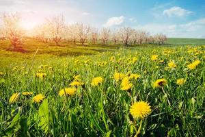 campo de diente de león amarillo foto