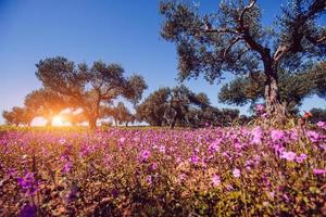 Fields of pink flowers in the sun.Natural blurred background. photo