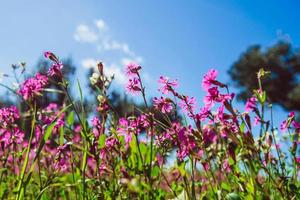 campos de flores rosas al sol. foto