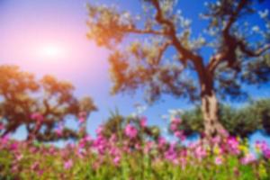 Blooming wildflowers.Natural blurred background. Soft light effe photo