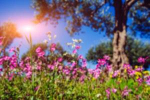 Blooming wildflowers.Natural blurred background. Soft light effe photo