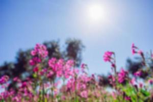 Blooming wildflowers. Natural blurred background. photo