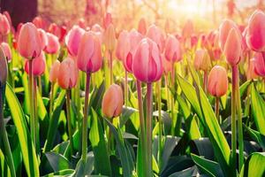 tulipanes rosas en holanda. foto