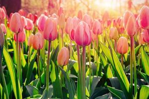 Pink tulips in Holland. photo