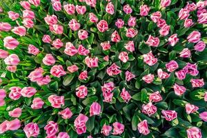 Pink tulips in Holland. photo