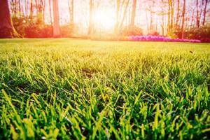 Sunset over green lawn. photo