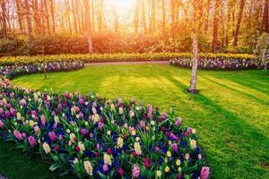 Flower-bed of spring flowers in the park photo