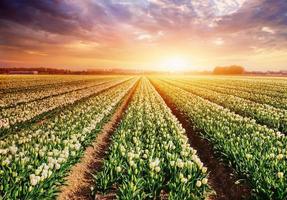 plantación blanca de tulipanes al atardecer. Holanda foto