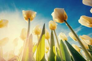 fondo de primavera con hermosos tulipanes amarillos