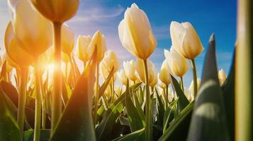 fondo de primavera con hermosos tulipanes amarillos foto