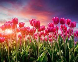 Pink tulip plantation at sunset. photo