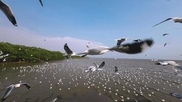 måsar flyger mot bakgrund av en himmel. flock fåglar flyger i hårda vindar. slow motion. video