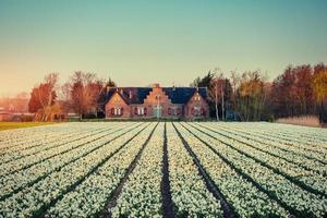 plantación de tulipanes en una granja en holanda foto