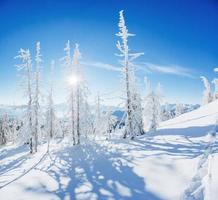 árbol mágico de invierno cubierto de nieve foto