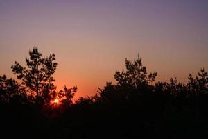 sunset through the trees photo