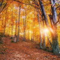 Forest Road in the autumn photo