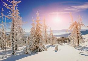 magical winter snow covered tree photo