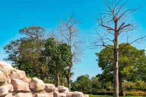 Landscape scene from the forest photo