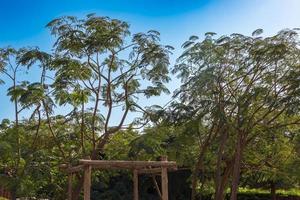 Landscape scene from the forest photo