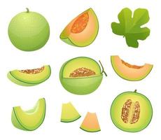 Set of melon fruits whole, half and cut slice illustration isolated on white background vector