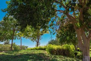 landscape from the forest photo