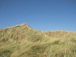 dune overgrown by marram grass or European beachgrass photo